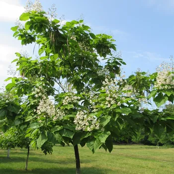 Semeno Katalpa severní Catalpa Speciosa 8 ks
