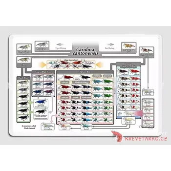 Plechová cedule Rodokmen Caridina Cantonensis (plechová tabule)