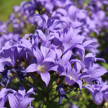 Zvonek klubkatý Campanula Glomerata 600 ks Semeno Zvonek klubkatý Campanula Glomerata 600 ks