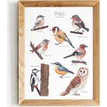 ePipí Ptáci našich lesů 30 x 40 cm