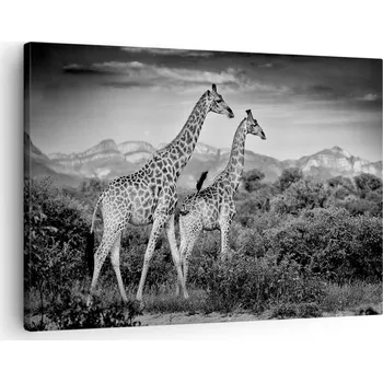 Obraz Obraz na plátně do obýváku, ložnice 70x50 žirafa foto obrazy na zeď