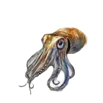 samolepka Samolepky - mořský svět V (sada 5 ks)