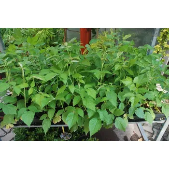 Sazenice TSUGA Balkónová malina