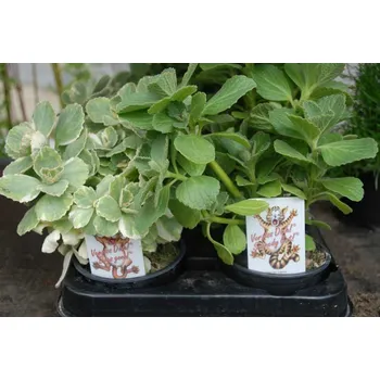 Sazenice Coleus canina zelená