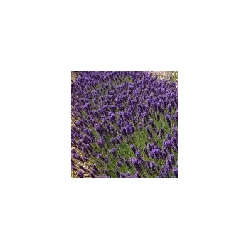 Sazenice Lavandula angustifolia Hidcote