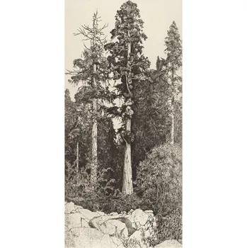 Plakát Plakát, Obraz - The Baby Sequoia, Ernest Haskell