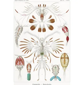 Plakát Plakát, Obraz - Copepoda–Ruderkrebse (1904), Ernst Haeckel