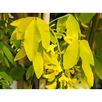 Sazenice Štědřenec alpský 'Aureum' kontejner C5