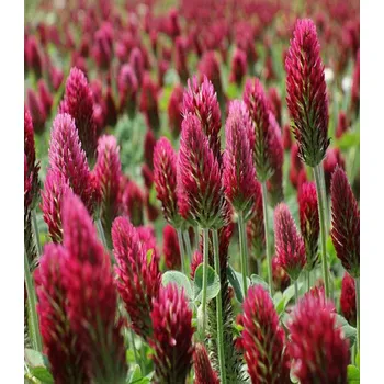 Semeno Jetel inkarnát Trifolium Incarnatum 120 ks