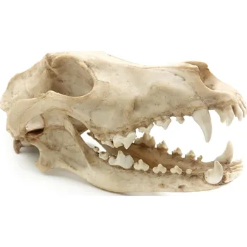 Dekorace do terária Reptile Nova Terarijní dekorace - vlčí lebka 27 x 13 x 13,5cm