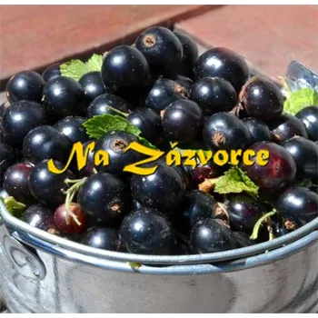 Sazenice Rybíz černý BALKONOVÝ Little Black Sugar® KEŘ v kontejneru