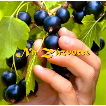 Sazenice Rybíz černý Cassissima Black Marble® KEŘ v kontejneru