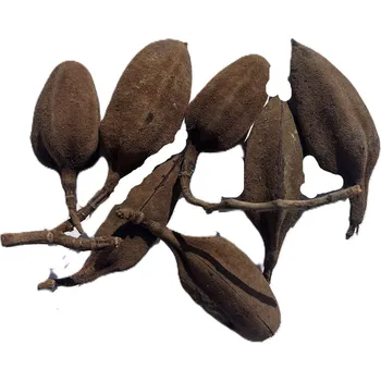 Thuja pod natural small 500 gr.