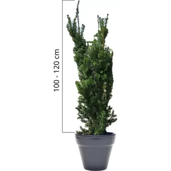 Sazenice Tis prostřední 'Hicksii' 100-120cm, kontejner