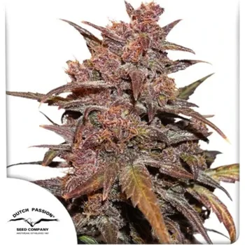 Pěstitelství Dutch Passion - CBD Auto Blackberry Kush 3 ks