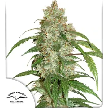 Pěstitelství Dutch Passion - CBD Auto White Widow 7 ks