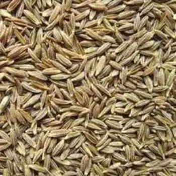 Koření World Herbs ŘÍMSKÝ KMÍN celý, Jeera Whole Hmotnost: 100 g