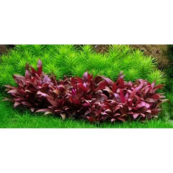 Dekorace do akvária Rostliny středního vzrůstu Alternanthera, 2 až 10 cm