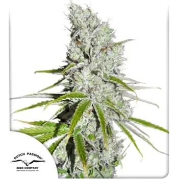 Semeno Dutch Passion - CBD Skunk Haze 100 ks
