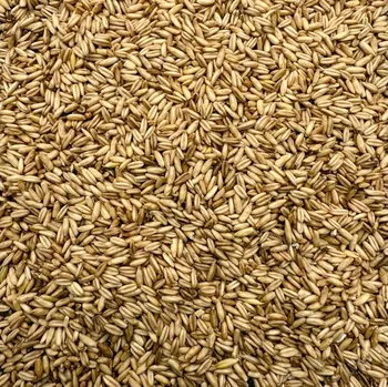 Krmivo pro ptáka Oves nahý 3 kg
