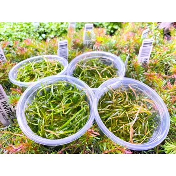 Dekorace do akvária Sagittaria subulata 'Needle leaf' (IN-VITRO Ø 7 cm)