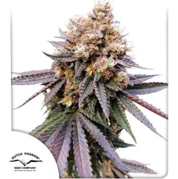 Semeno Dutch Passion - GMO Fast 100 ks