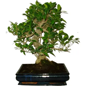 Sazenice Ficus retusa - fíkovník - bonsai 218