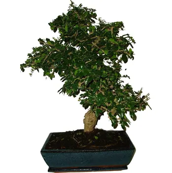 Sazenice Pokojová bonsaj Carmona microphylla - čaj fuki 217