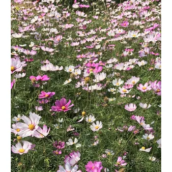 Semeno Recenze Semena Krásenka Sensation mix 20 ks