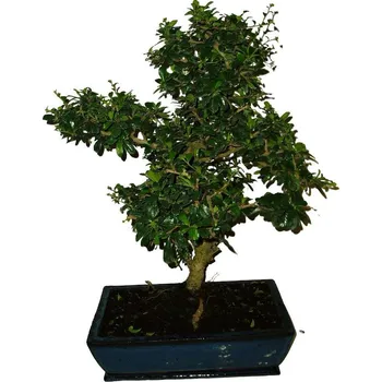 Sazenice Pokojová bonsaj Carmona microphylla - čaj fuki 199