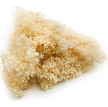 mech-mech.cz Sušený Broom Bloom - Bělené