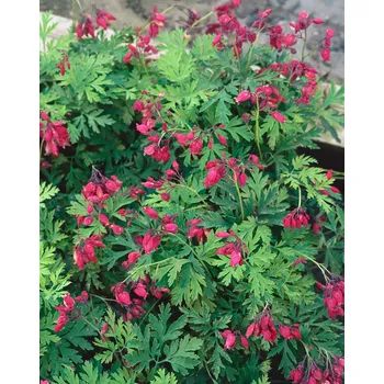 Cibulovina Srdcovka nádherná Bacchanal 1 ks