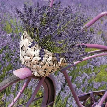 Papírový ubrousek Ubrousky celoroční SDOG 0338 01