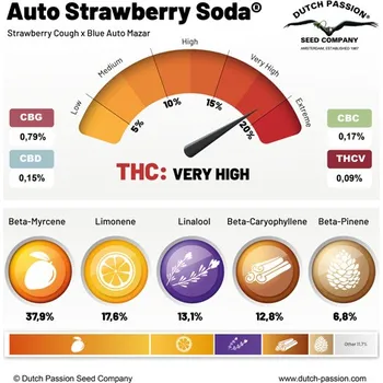 Semeno Dutch Passion Auto Strawberry Soda Počet ks Feminizované: 3