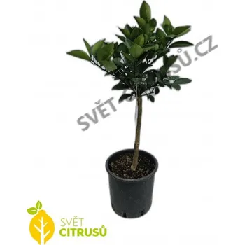 Sazenice Pozdní/Španělský pomeranč Velikost: Nízký kmen, Ø20cm Arancio citrus sinensis, Valencia