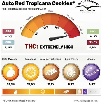 Semeno Dutch Passion Auto Red Tropicana Cookies Počet ks Feminizované: 3
