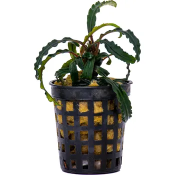 Akvarijní rostlina Bucephalandra Velvet