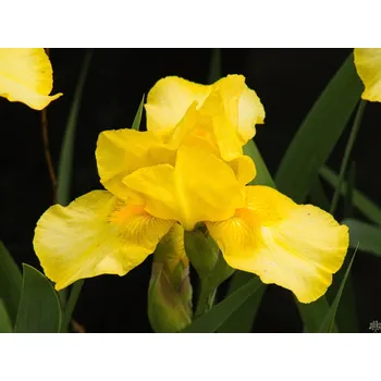 Sazenice Kosatec německý 'Ola Kala' - Iris germanica 'Ola Kala' Balení: kontejner C2