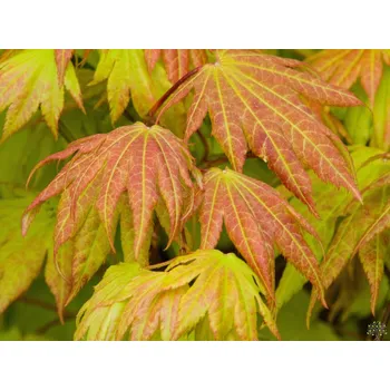 Sazenice Javor shirasawanský 'Autumn Moon' Balení: kontejner C5