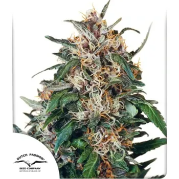 Semeno Dutch Passion - Hollands Hope regular 10 ks