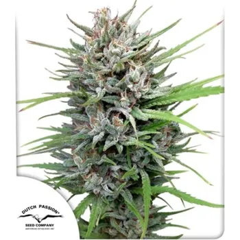 Semeno Dutch Passion - Passion #1 3 ks