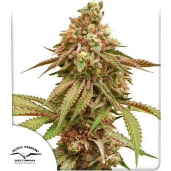 Semeno Dutch Passion - Tropical Tangie 3 ks