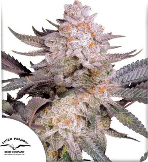 Dutch Passion - Orange Bud 2.0 3 ks