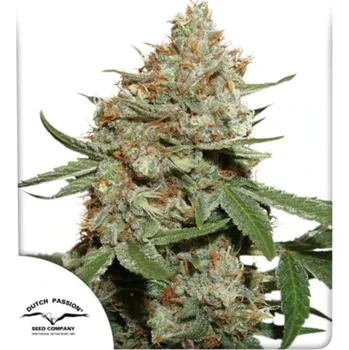 Semeno Dutch Passion - Skunk #11 3 ks
