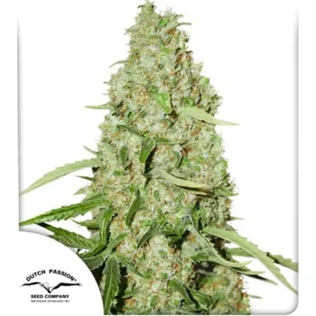 Semeno Dutch Passion - Think Fast 5 ks