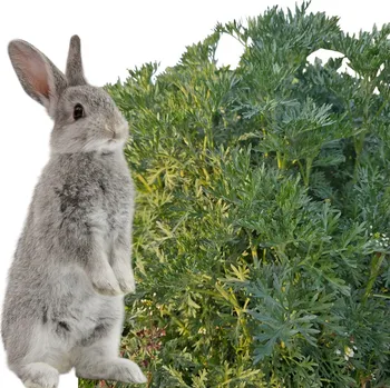 Krmivo pro hlodavce PELYŇ PRO KRÁLÍKY A HLODAVCE PŘÍRODNÍ PAMLSEK ZDRAVÉ VITAMÍNY 100G