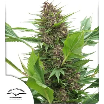 Semeno Dutch Passion - Frisian Duck 3 ks