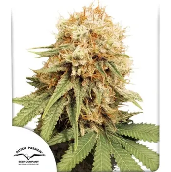 Pěstitelství Dutch Passion - White Widow regular 10 ks