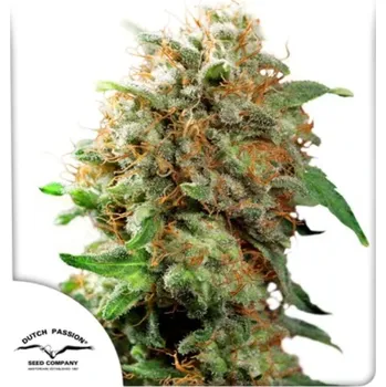 Pěstitelství Dutch Passion - Mazar regular 10 ks