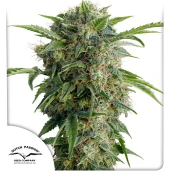 Semeno Dutch Passion - Auto Daiquiri Lime 3 ks